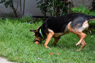 /images/2021-06-30-hunde-im-hof/M9F_9374_v2.thumbnail.JPG