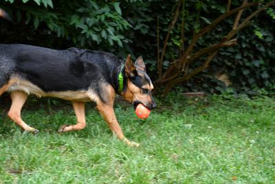 /images/2021-06-30-hunde-im-hof/M9F_9375_v2.thumbnail.JPG