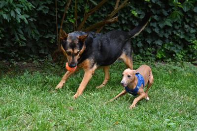 /images/2021-06-30-hunde-im-hof/M9F_9376_v2.thumbnail.JPG