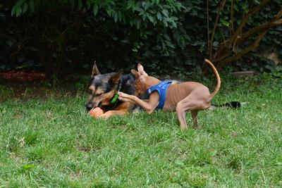 /images/2021-06-30-hunde-im-hof/M9F_9378_v2.thumbnail.JPG