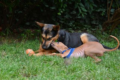/images/2021-06-30-hunde-im-hof/M9F_9382_v2.thumbnail.JPG