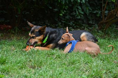 /images/2021-06-30-hunde-im-hof/M9F_9384_v2.thumbnail.JPG