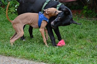 /images/2021-06-30-hunde-im-hof/M9F_9387_v2.thumbnail.JPG