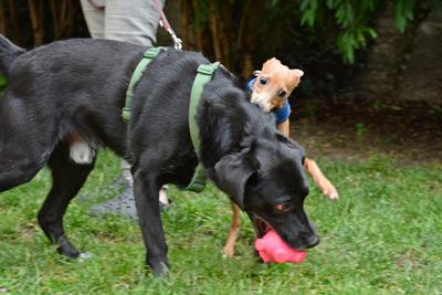 /images/2021-06-30-hunde-im-hof/M9F_9389_v2.thumbnail.JPG