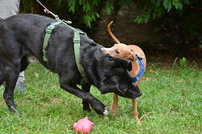 /images/2021-06-30-hunde-im-hof/M9F_9390_v2.thumbnail.JPG
