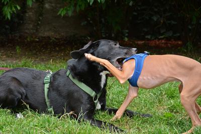 /images/2021-06-30-hunde-im-hof/M9F_9391_v2.thumbnail.JPG