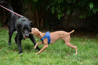 /images/2021-06-30-hunde-im-hof/M9F_9393_v2.thumbnail.JPG
