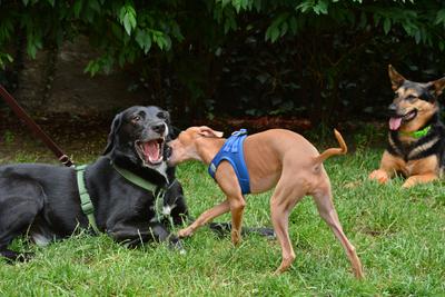 /images/2021-06-30-hunde-im-hof/M9F_9395_v2.thumbnail.JPG