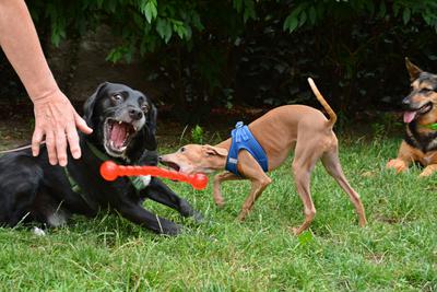 /images/2021-06-30-hunde-im-hof/M9F_9396_v2.thumbnail.JPG