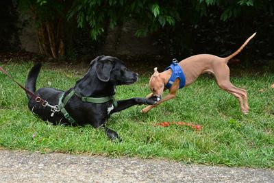 /images/2021-06-30-hunde-im-hof/M9F_9398_v2.thumbnail.JPG
