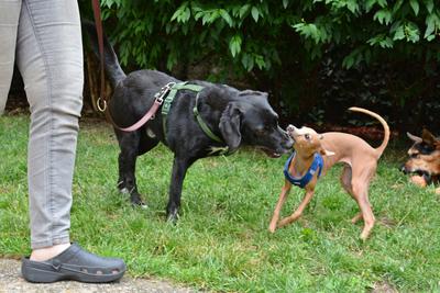 /images/2021-06-30-hunde-im-hof/M9F_9399_v2.thumbnail.JPG
