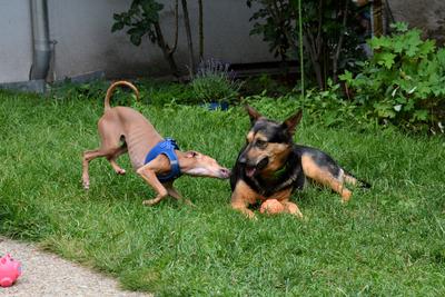 /images/2021-06-30-hunde-im-hof/M9F_9400_v2.thumbnail.JPG