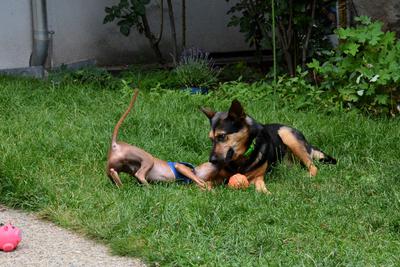 /images/2021-06-30-hunde-im-hof/M9F_9401_v2.thumbnail.JPG