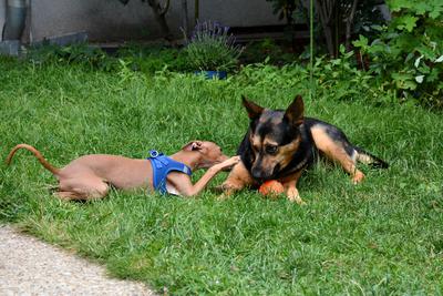 /images/2021-06-30-hunde-im-hof/M9F_9402_v2.thumbnail.JPG