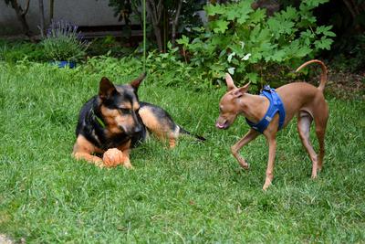 /images/2021-06-30-hunde-im-hof/M9F_9404_v2.thumbnail.JPG