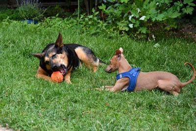 /images/2021-06-30-hunde-im-hof/M9F_9405_v2.thumbnail.JPG
