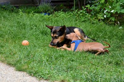 /images/2021-06-30-hunde-im-hof/M9F_9406_v2.thumbnail.JPG