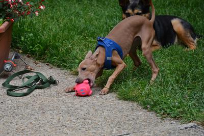 /images/2021-06-30-hunde-im-hof/M9F_9409_v2.thumbnail.JPG
