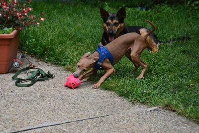 /images/2021-06-30-hunde-im-hof/M9F_9410_v2.thumbnail.JPG