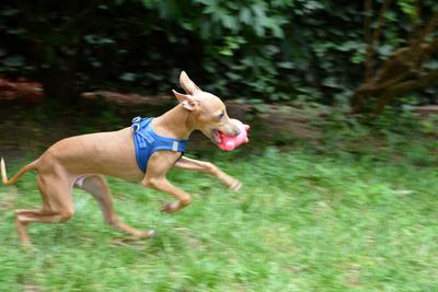 /images/2021-06-30-hunde-im-hof/M9F_9412_v2.thumbnail.JPG