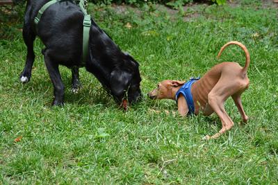 /images/2021-06-30-hunde-im-hof/M9F_9414_v2.thumbnail.JPG