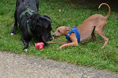 /images/2021-06-30-hunde-im-hof/M9F_9418_v2.thumbnail.JPG