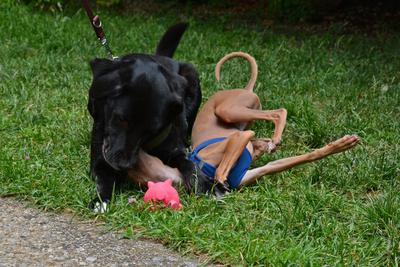 /images/2021-06-30-hunde-im-hof/M9F_9420_v2.thumbnail.JPG