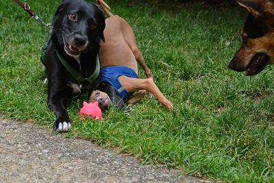 /images/2021-06-30-hunde-im-hof/M9F_9421_v2.thumbnail.JPG