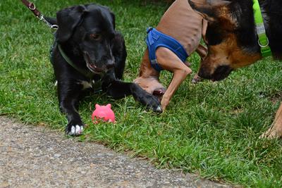 /images/2021-06-30-hunde-im-hof/M9F_9422_v2.thumbnail.JPG