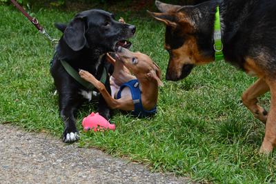 /images/2021-06-30-hunde-im-hof/M9F_9425_v2.thumbnail.JPG