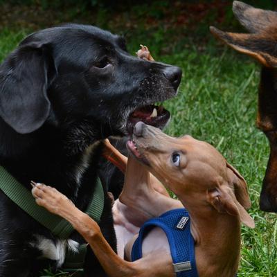 /images/2021-06-30-hunde-im-hof/M9F_9425_v3.thumbnail.JPG