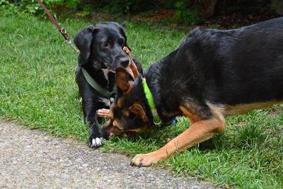 /images/2021-06-30-hunde-im-hof/M9F_9426_v2.thumbnail.JPG