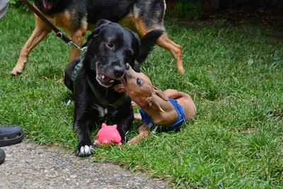 /images/2021-06-30-hunde-im-hof/M9F_9428_v2.thumbnail.JPG