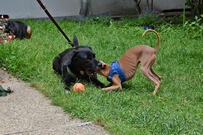 /images/2021-06-30-hunde-im-hof/M9F_9430_v2.thumbnail.JPG