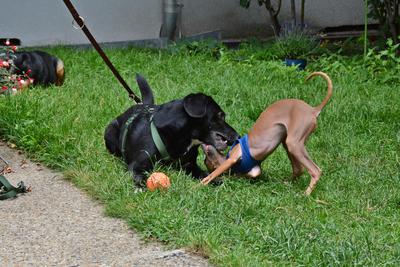/images/2021-06-30-hunde-im-hof/M9F_9431_v2.thumbnail.JPG