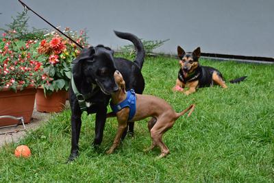 /images/2021-06-30-hunde-im-hof/M9F_9433_v2.thumbnail.JPG