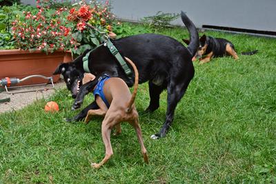 /images/2021-06-30-hunde-im-hof/M9F_9436_v2.thumbnail.JPG