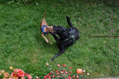 /images/2021-06-30-hunde-im-hof/M9F_9439_v2.thumbnail.JPG