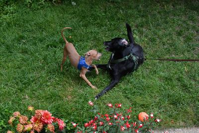 /images/2021-06-30-hunde-im-hof/M9F_9440_v2.thumbnail.JPG