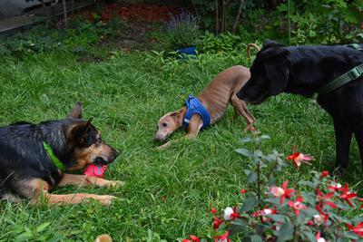 /images/2021-06-30-hunde-im-hof/M9F_9446_v2.thumbnail.JPG