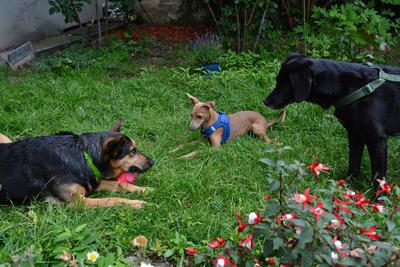 /images/2021-06-30-hunde-im-hof/M9F_9447_v2.thumbnail.JPG