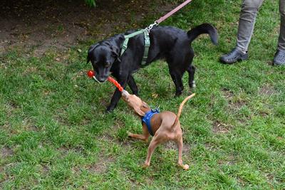 /images/2021-06-30-hunde-im-hof/M9F_9452_v2.thumbnail.JPG
