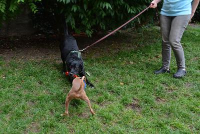 /images/2021-06-30-hunde-im-hof/M9F_9453_v2.thumbnail.JPG