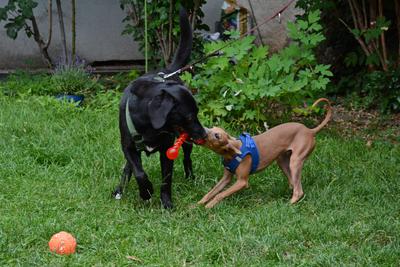 /images/2021-06-30-hunde-im-hof/M9F_9456_v2.thumbnail.JPG