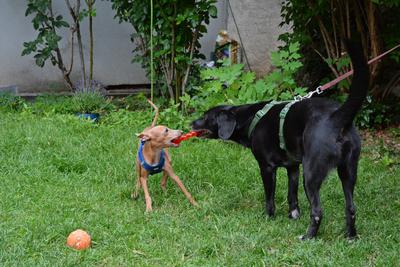 /images/2021-06-30-hunde-im-hof/M9F_9457_v2.thumbnail.JPG