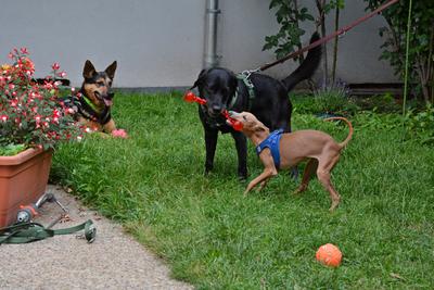/images/2021-06-30-hunde-im-hof/M9F_9458_v2.thumbnail.JPG