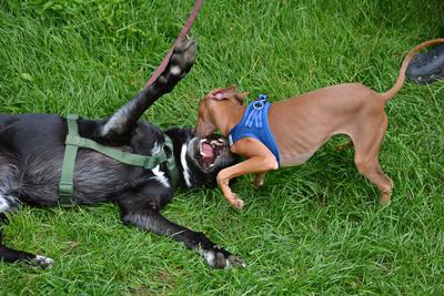 /images/2021-06-30-hunde-im-hof/M9F_9462_v2.thumbnail.JPG
