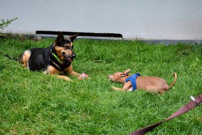 /images/2021-06-30-hunde-im-hof/M9F_9465_v2.thumbnail.JPG