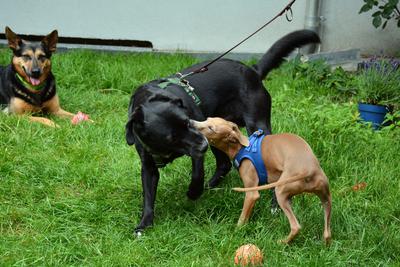 /images/2021-06-30-hunde-im-hof/M9F_9466_v2.thumbnail.JPG