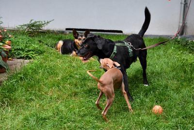 /images/2021-06-30-hunde-im-hof/M9F_9469_v2.thumbnail.JPG